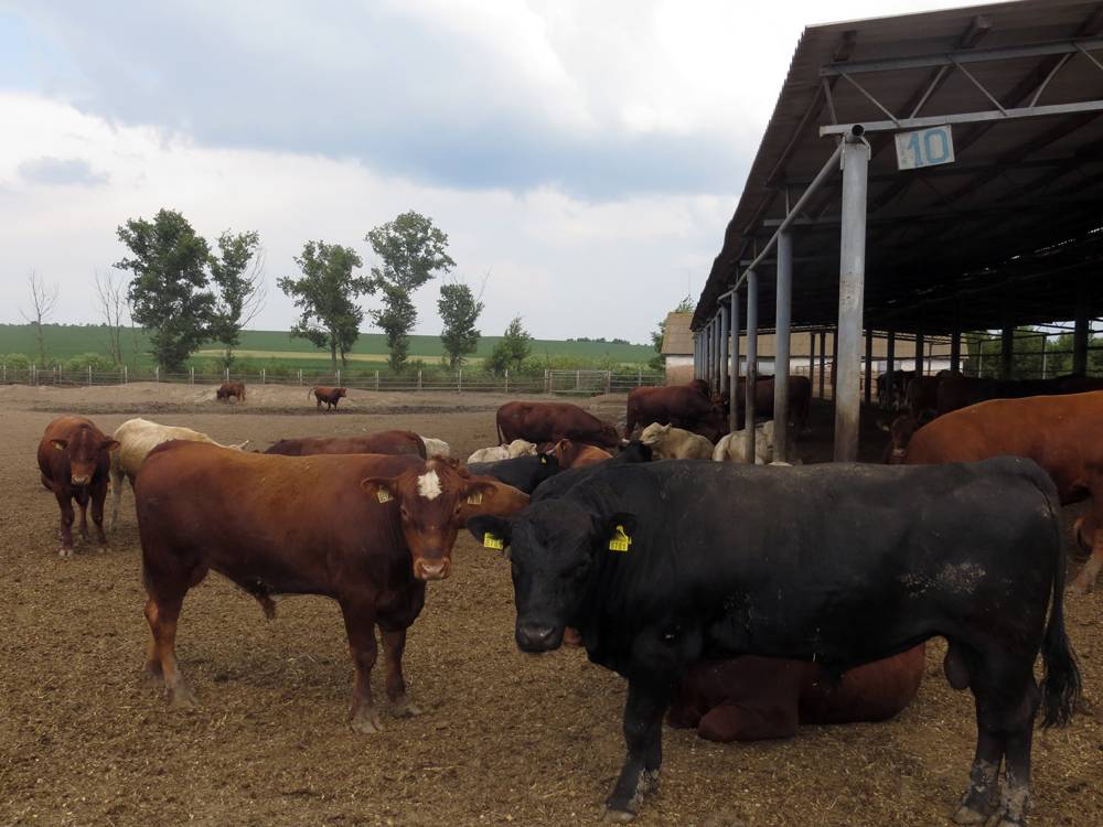 Французские породы мясного скота: какие и почему?