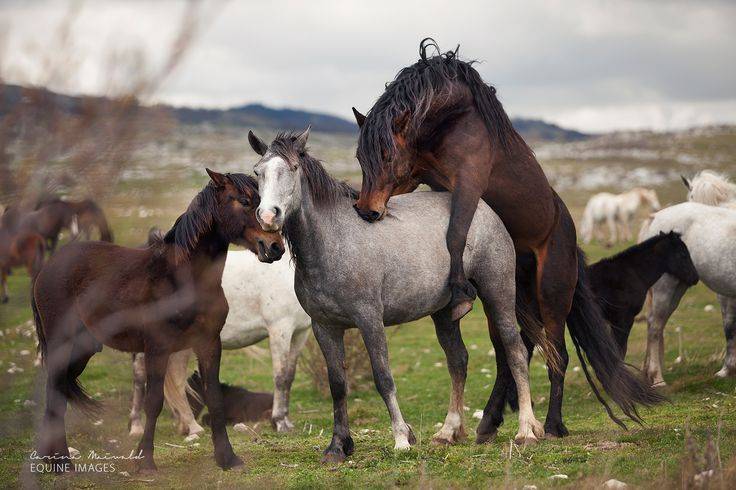 Разведение и размножение лошадей: случка кобылы и жеребца