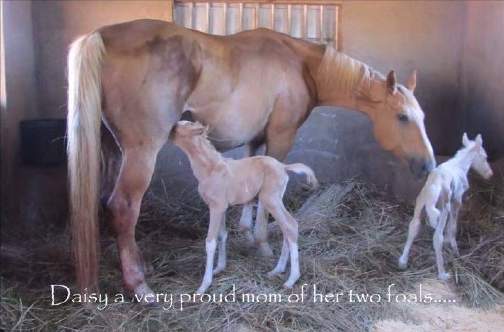 Как рожает лошадь, сколько длится беременность и рождение жеребенка: описание с видео и фото
как рожает лошадь, сколько длится беременность и рождение жеребенка: описание с видео и фото