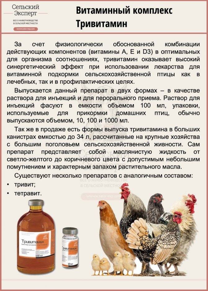 Вакцинация цыплят