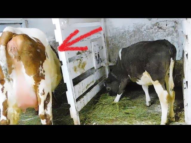 Как правильно запускать корову перед отелом. признаки приближающихся родов