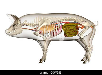 Скелет свиньи — строение, анатомия, органы, физиология, части, вики