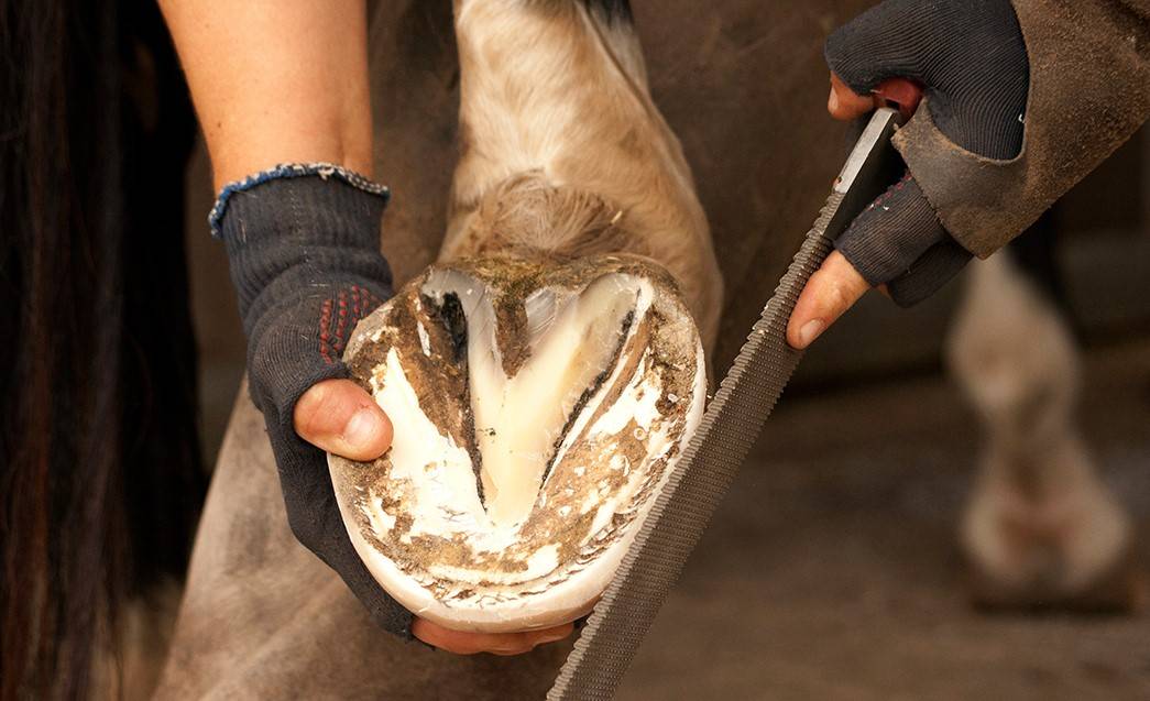 Инструменты для обрезки копыт у коров в домашних условиях и инструкция