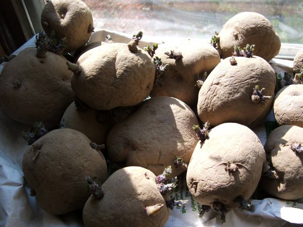 Подготовка картофеля к посадке весной: когда доставать, обработка