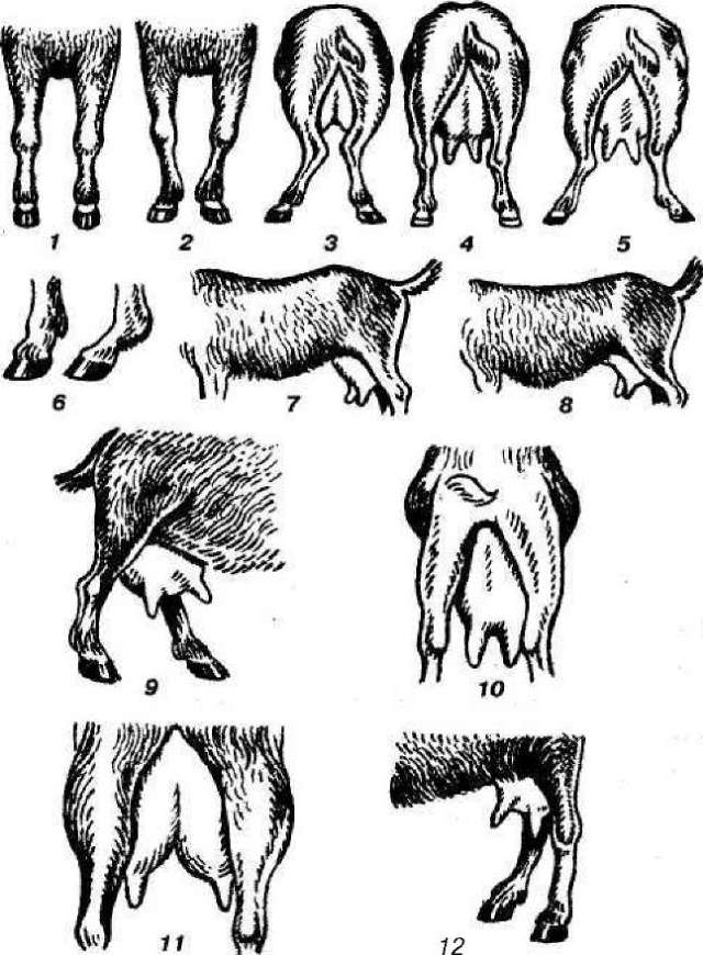 Сколько ходит беременная коза: подготовка к родам, уход до и после