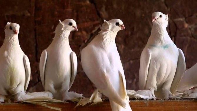 Бойные породы голубей с фотографиями и названиями - ogorod.guru
