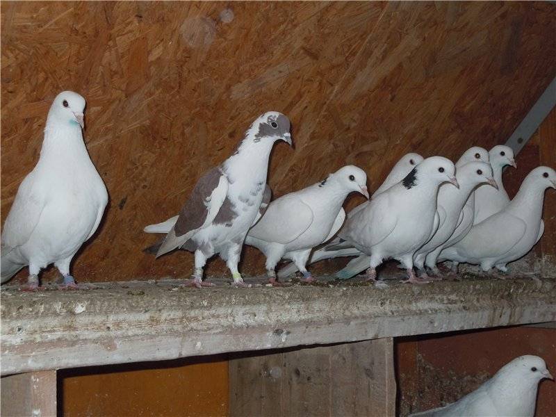 Бакинские голуби - описание, характеристики, разновидности, тренировка, лет и игра