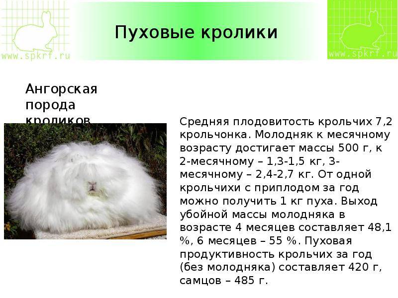 ᐉ какие породы кроликов можно скрещивать между собой? - zoomanji.ru