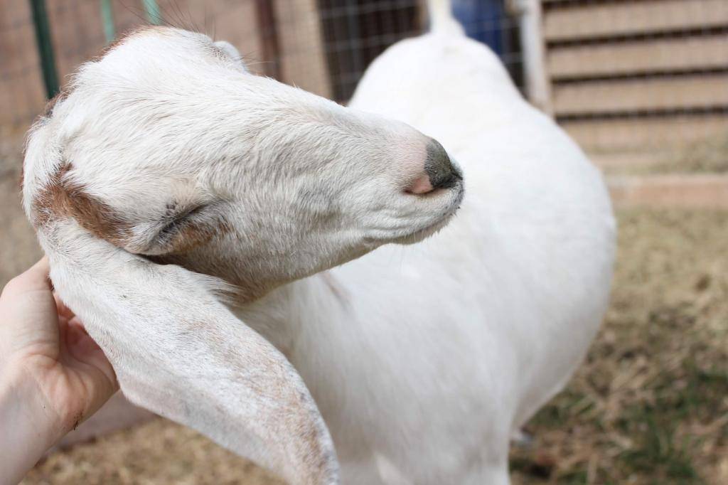 Способы определения беременности козы