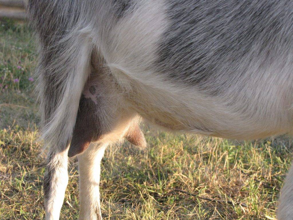 Основные симптомы поноса у козы и козлят, что делать и чем лечить?