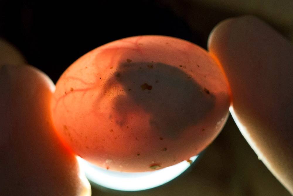 Как через овоскоп определить оплодотворенное яйцо. как определить оплодотворённое яйцо попугая