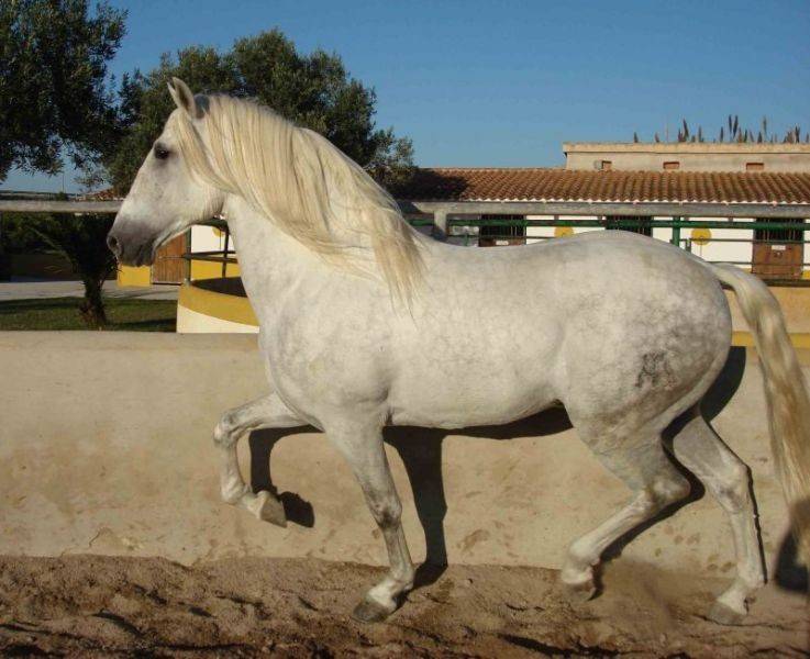 Андалузская лошадь: грация и покорность испанского жеребца