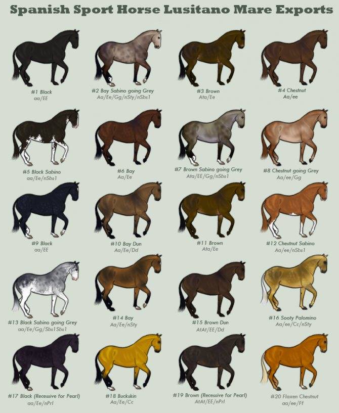 Названия мастей лошадей (фото): каурый, вороной, игреневый