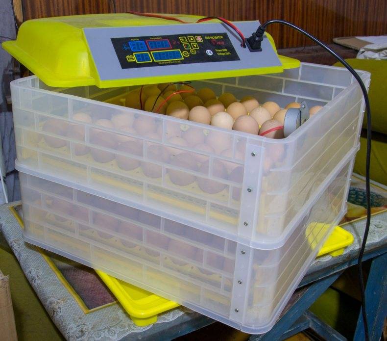 Инкубация куриных яиц в инкубаторе — таблица температуры и влажности