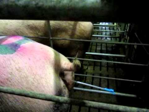 Искусственное осеменение свиней: полное руководство