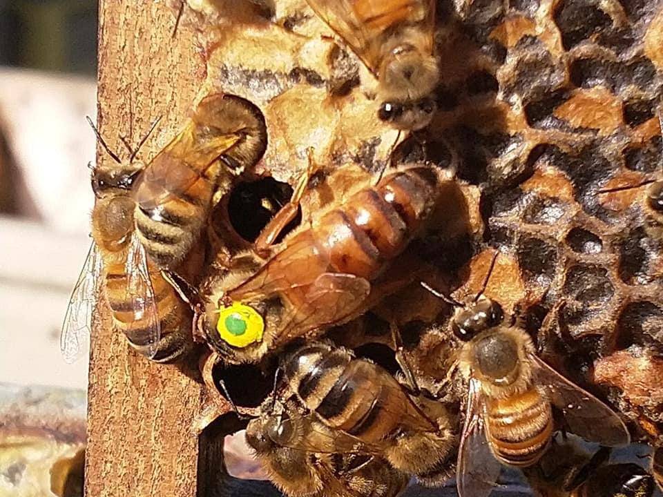 Описание пчел породы Бакфаст, их характеристики, достоинства и недостатки