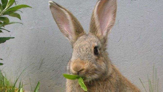 Можно ли давать кроликам ячмень, и как правильно, польза и вред злака