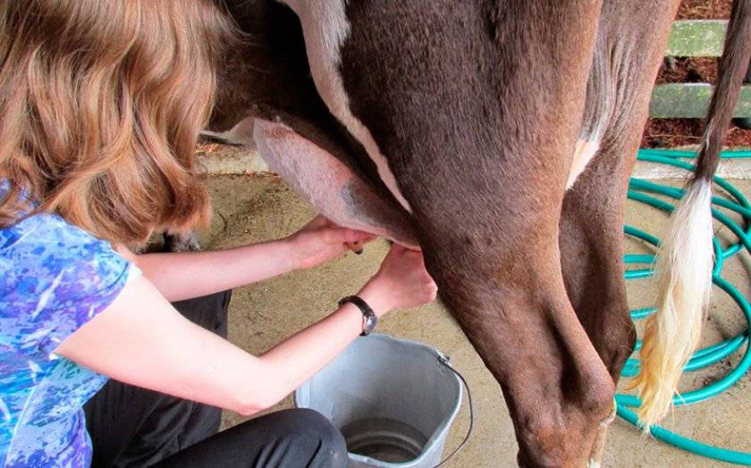 Разведение крс | молоко с антибиотиками скармливать телятам?