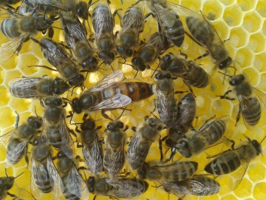 Карпатская порода пчел: характеристика, особенности содержания