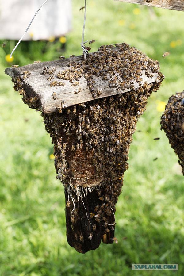 Пчела: интересные факты о пчелах. дикие и домашние.