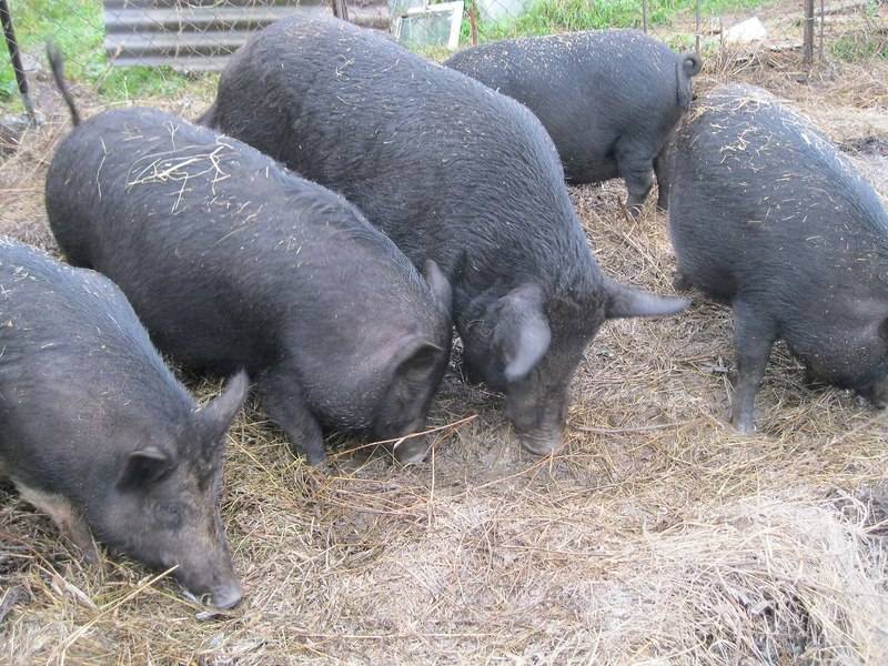 Порода свиней кармалы ? : описание, продуктивные характеристики, кормление и разведение, а также уход | отзывы о породе