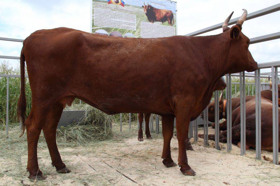 Калмыцкая порода коров: описание, содержание и разведение