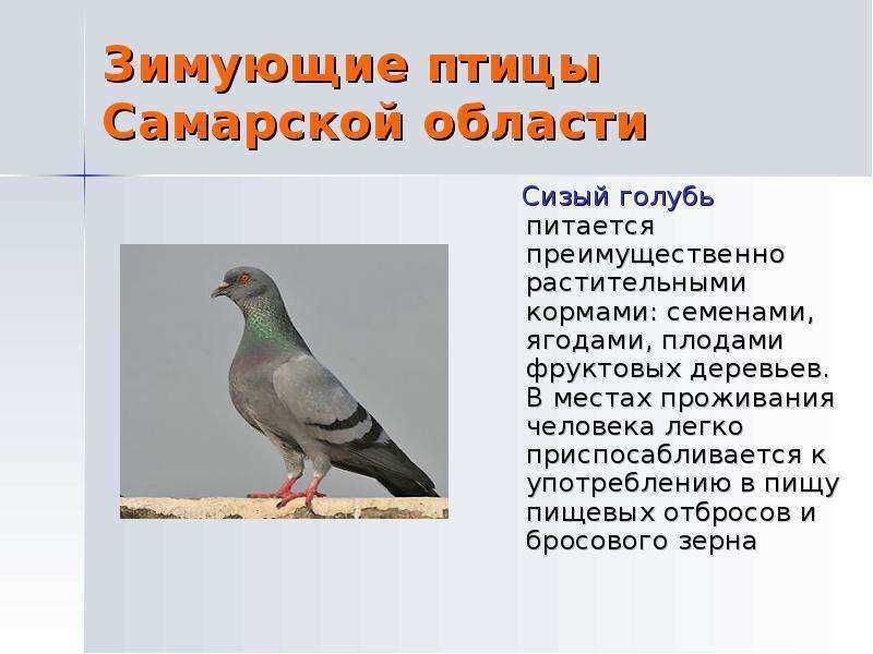 Голубь птица. образ жизни и среда обитания голубя