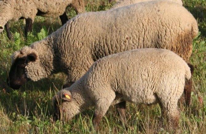 Овца породы тексель: вкусовые качества мяса, сколько шерсти можно получить