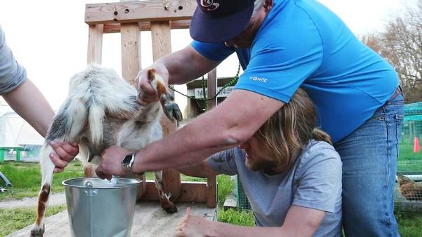 Как правильно доить козу?