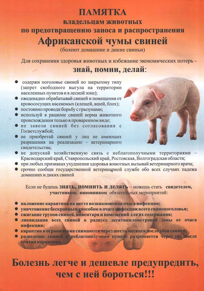 Африканская чума свиней — описание заболевания