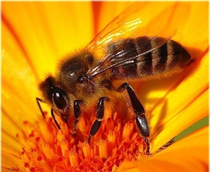 Украинская степная порода пчел – матковод амг – карніка, бакфаст, італійка