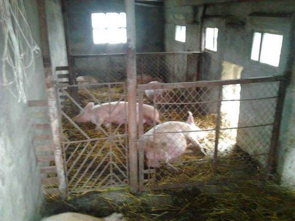 Как построить сарай для свиней: строительство свинарника для поросят и хлева для свиней своими руками