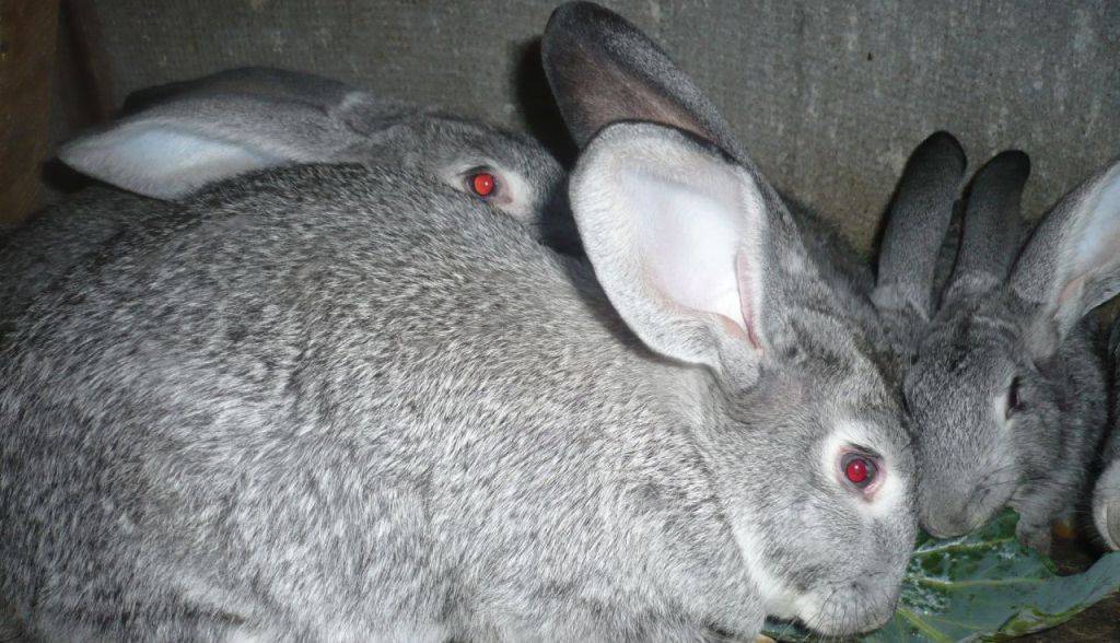 Кролик шиншилла: описание советской породы кроликов