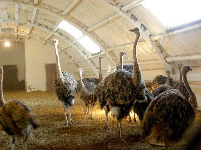 Разведение страусов в домашних условиях — подробная инструкция и полезные советы