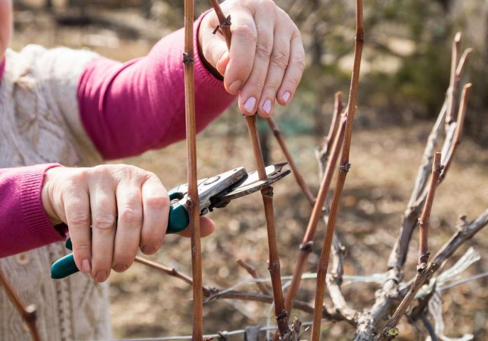 Обрезка винограда осенью: как правильно обрезать куст перед укрытием на зиму