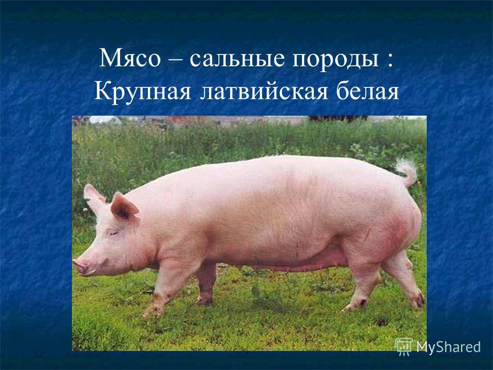 Породы свиней мясного направления продуктивности