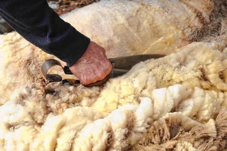 Особенности ручной стрижки овец: общие правила, как выбрать ножницы