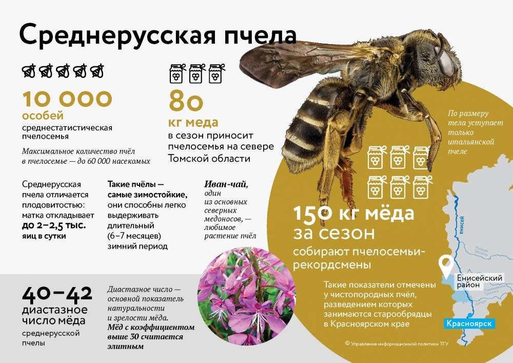 Пчелиная матка: роль в улье, жизненный цикл, процесс оплодотворения, поведенческие реакции | начинающему пчеловоду