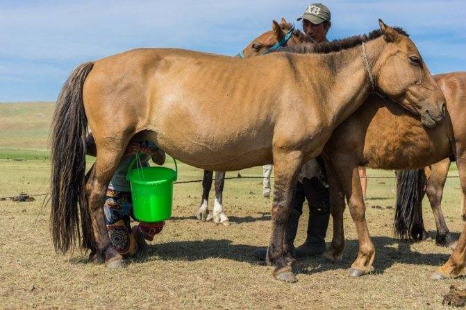 Молочная продуктивность лошадей и факторы ее определяющие