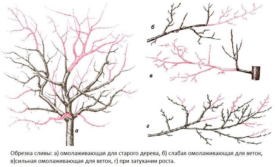 Обрезка вишни весной схема