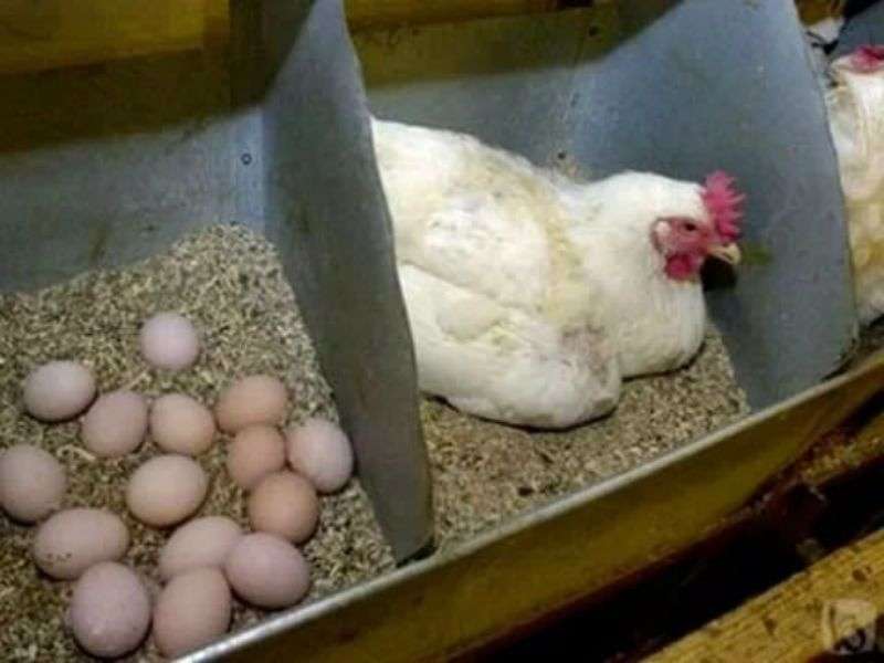 Чем кормить курей, чтобы они несли много яиц: основные правила, режим и рацион питания