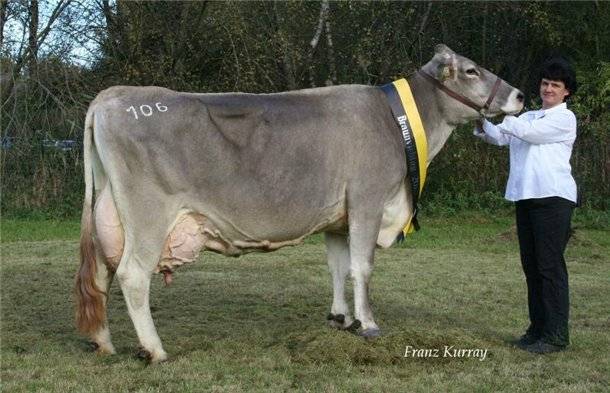 Голштинская корова – самая молочная буренка