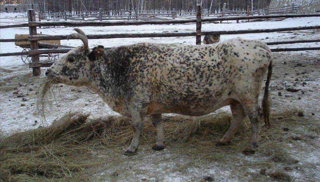 Якутская мини-корова: характеристика, уход и кормление