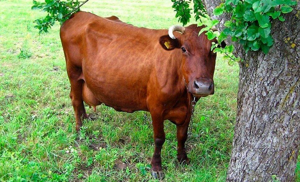 Красная степная порода коров: описание, уход и кормление