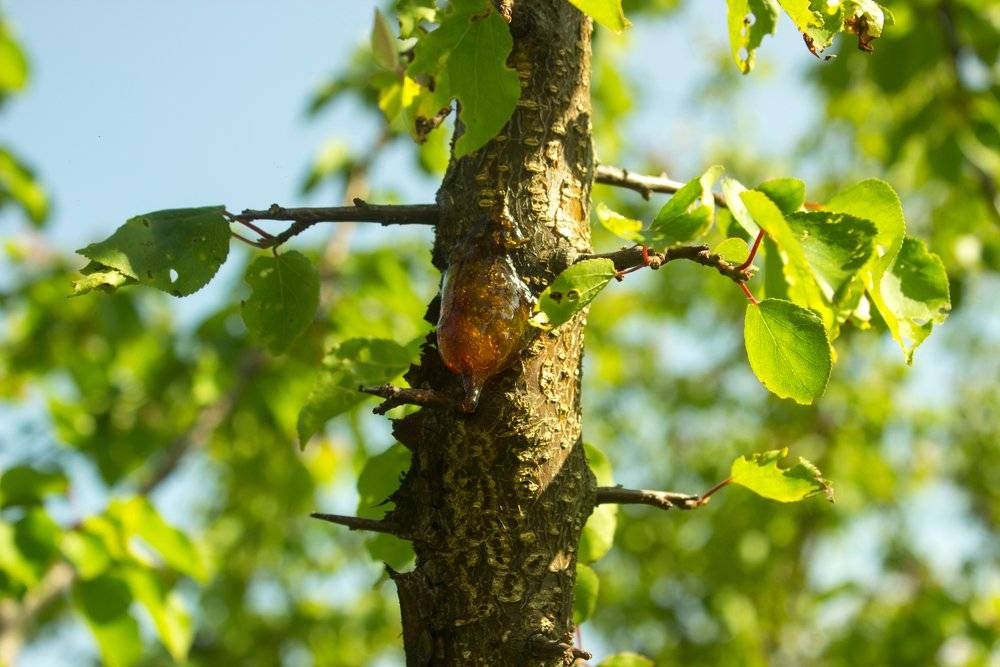 Монилиоз косточковых: как бороться с заболеванием, какие деревья страдают и эффективные рецепты