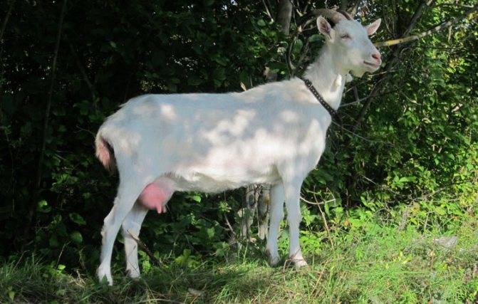 Зааненские козы — породные особенности и достоинства