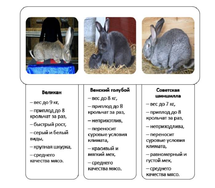 Породы кроликов: 50 видов и описания лучших, как выбрать для разведения