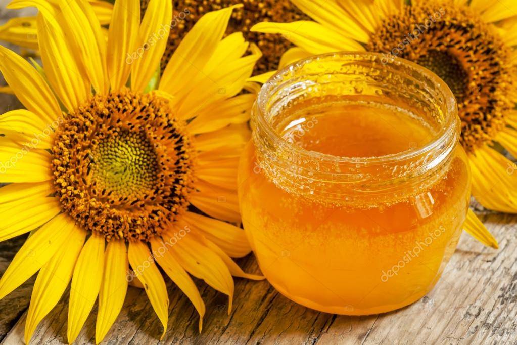 Мед подсолнечный полезные свойства и противопоказания