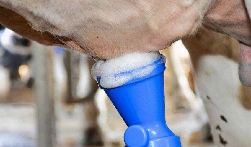 Сколько раз в день и как правильно доить корову руками или аппаратом?
