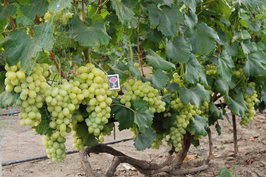 Виноград "лора": описание сорта, урожайность, фото, отзывы